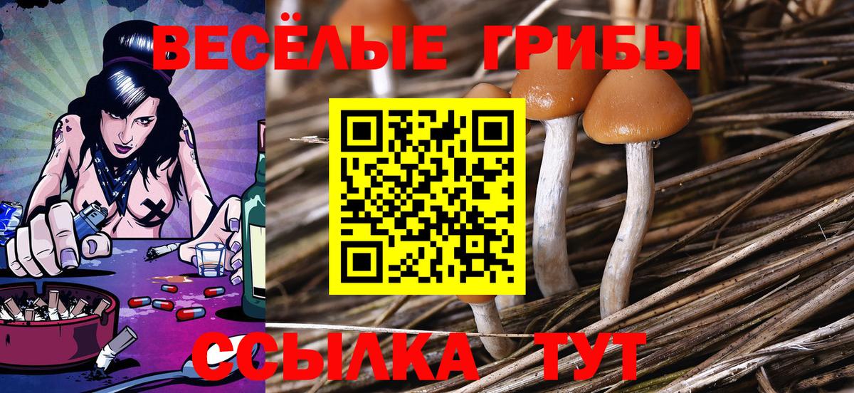 Псилоцибиновые грибы Psilocybe  Вход с VPN  Белореченск 